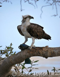 Osprey with parrot fish taken in mangrove swamp southern ... by John Naylor 